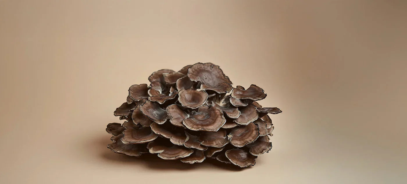 Un champignon Maïtaké