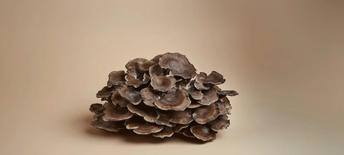 Matake Kalu Bienfaits du Maitaké : 8 propriétés du Champignon Dansant