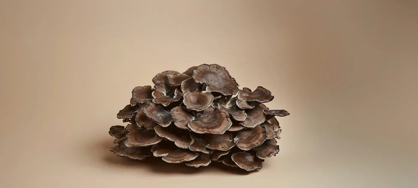 Un champignon Maïtaké