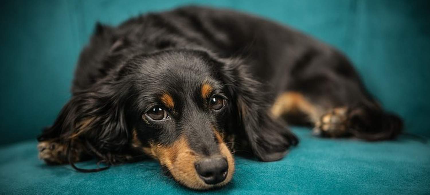 Un chien atteint de la maladie de cushing ayant visiblement un inconfort 