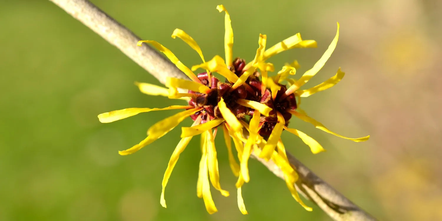Zoom sur un arbustre d'hamamélis et sa fleur jaune