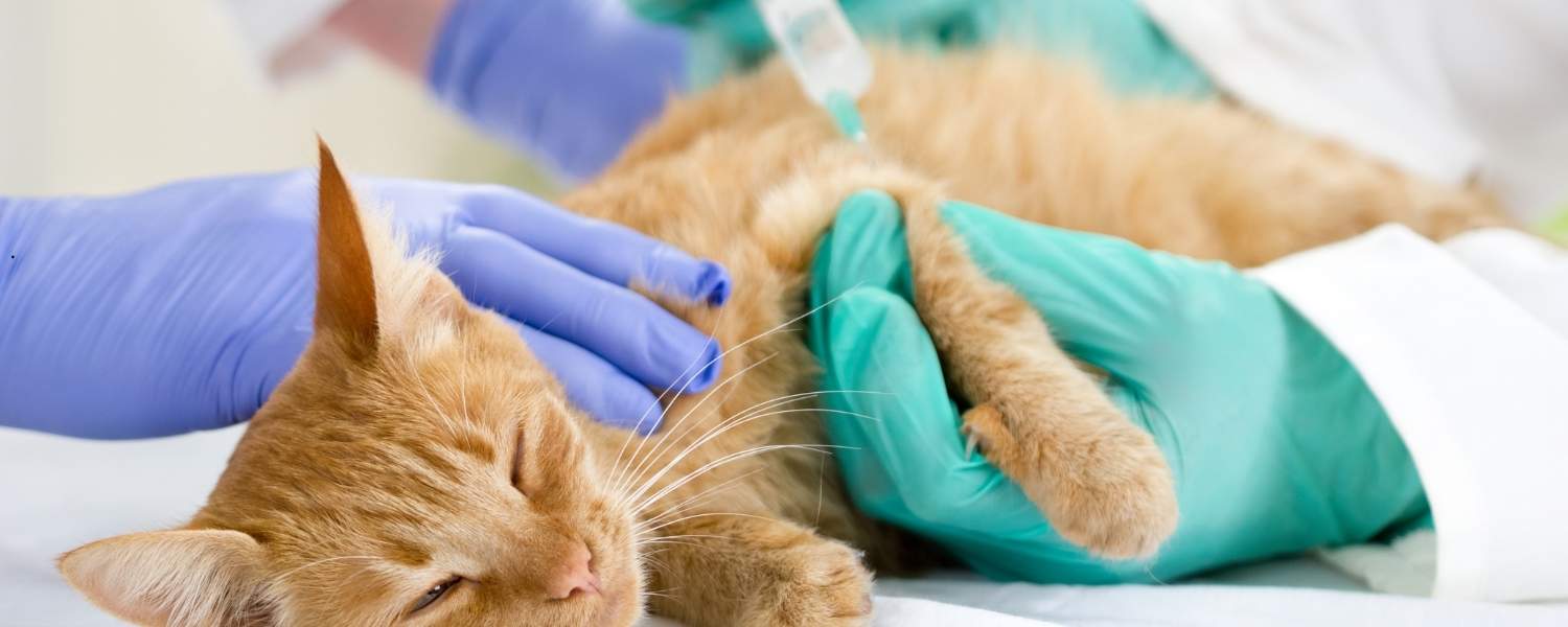 Traitement Chat Diabète Chat Traitement – Diabète Du Chat Que Faire – GQUGX