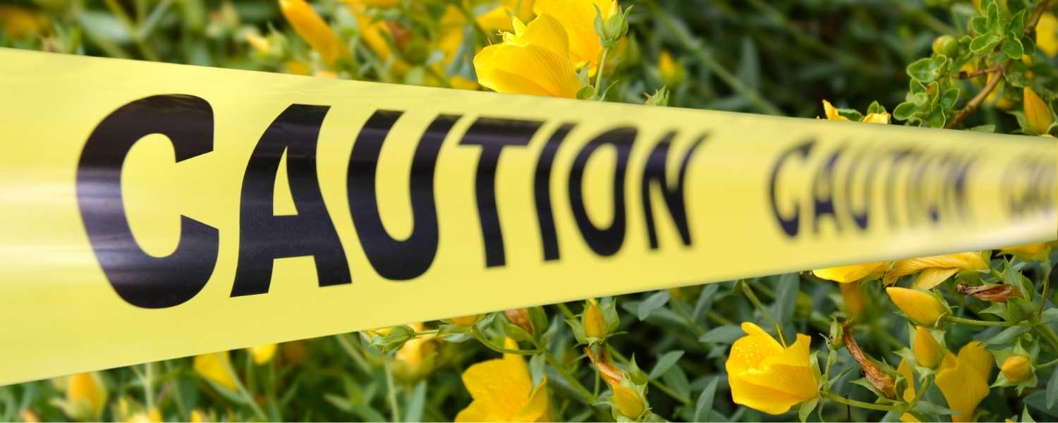 Photo d'un champ de millerpetuis avec au premier plan un raban jaune avec inscrit "CAUTION"