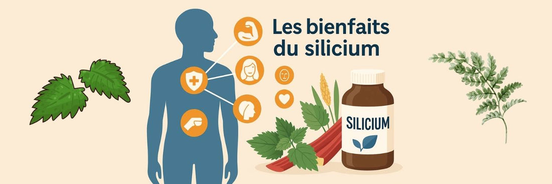 Illustration des bienfaits du silicium : articulations, peau, cheveux, immunité, circulation, avec plantes et flacon de complément.