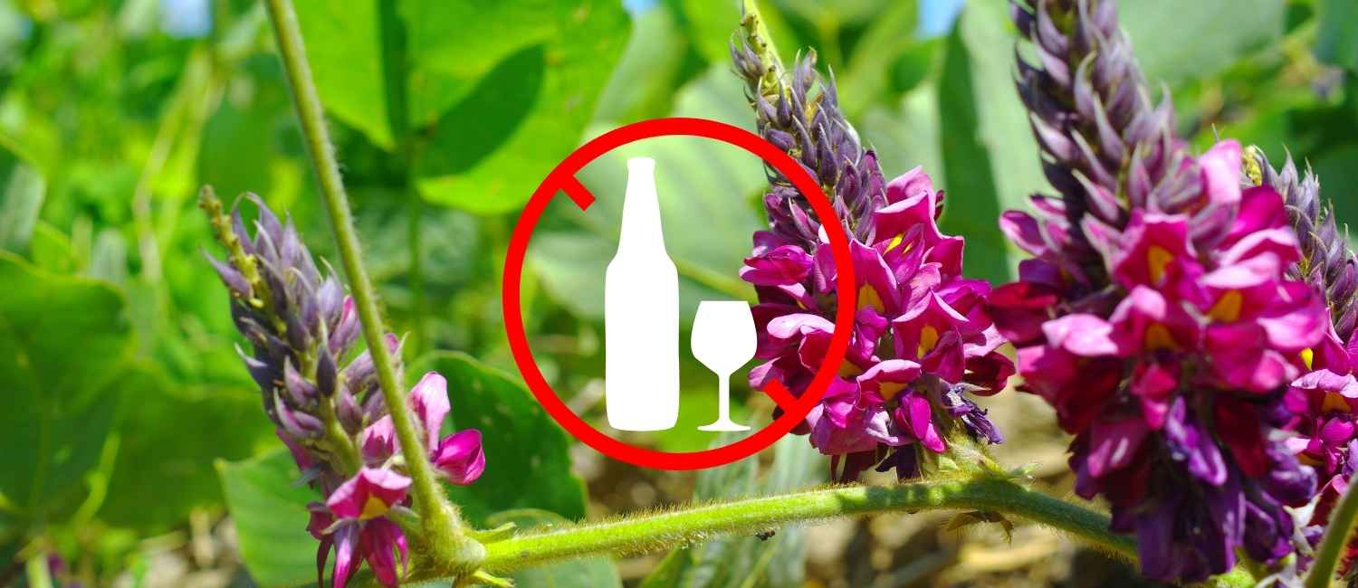 Du kudzu en fleur à l'arrière plan, avec au premier plan un signe "interdit de consommer de l'alcool"