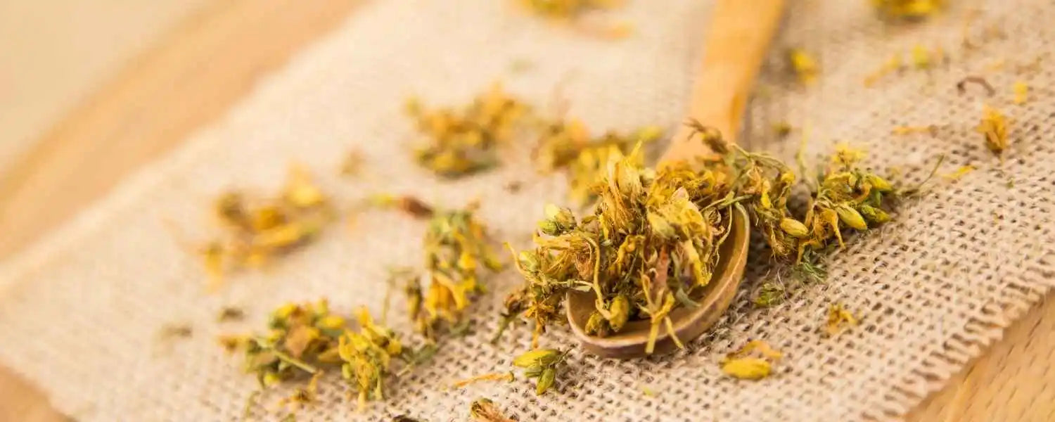 Du millepertuis posé dans une cuillère en bois