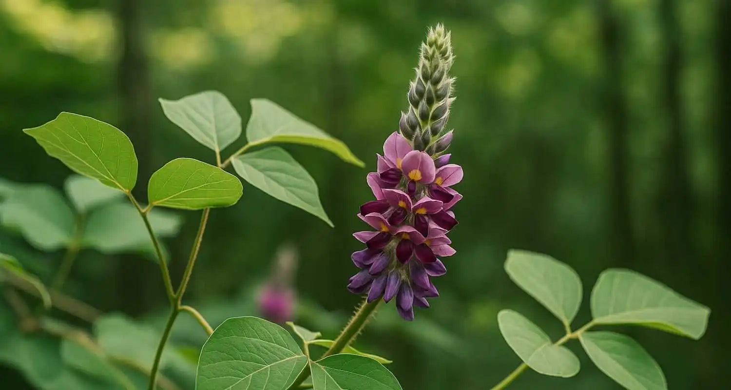 Fleur de Kudzu (Pueraria lobata) en gros plan avec feuilles en cœur et grappes de fleurs violettes sur fond de forêt asiatique flouté