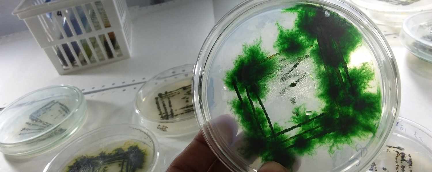 Les dangers de la spiruline de mauvaise qualité