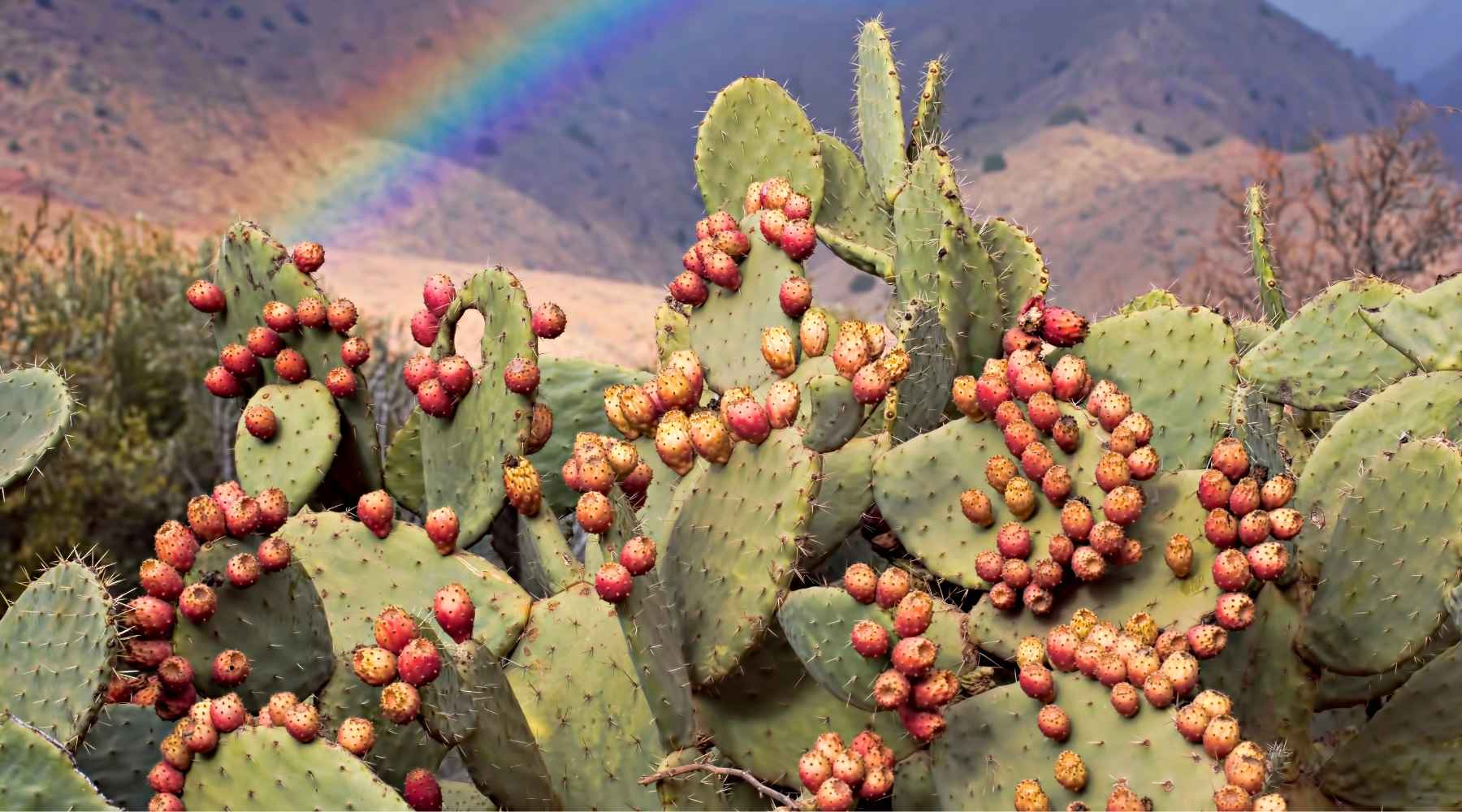 Photo de cactus figuiers de barbarie