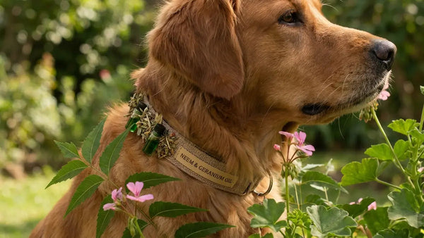 Collier antiparasitaire naturel pour chien : pourquoi il ne suffit pas seul