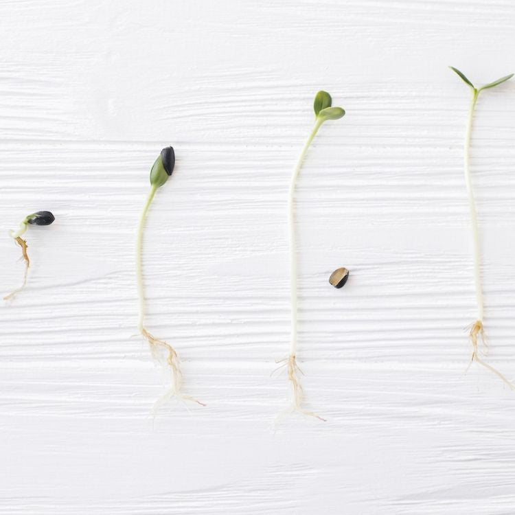 Des pousses de légumes bio à différents stades de leur croissance