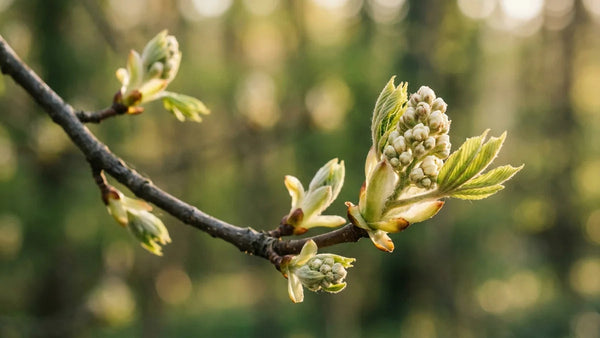 Fleur de Bach Chestnut Bud bourgeon blanc sur branche symbolisant renouveau et sortie des schémas répétitifs