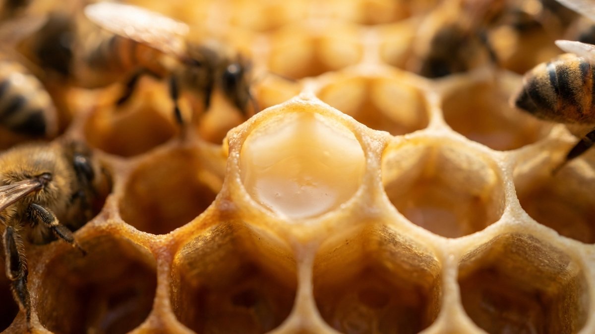 Gelée royale translucide en rayon de miel avec abeilles, substance crémeuse dorée aux propriétés bénéfiques