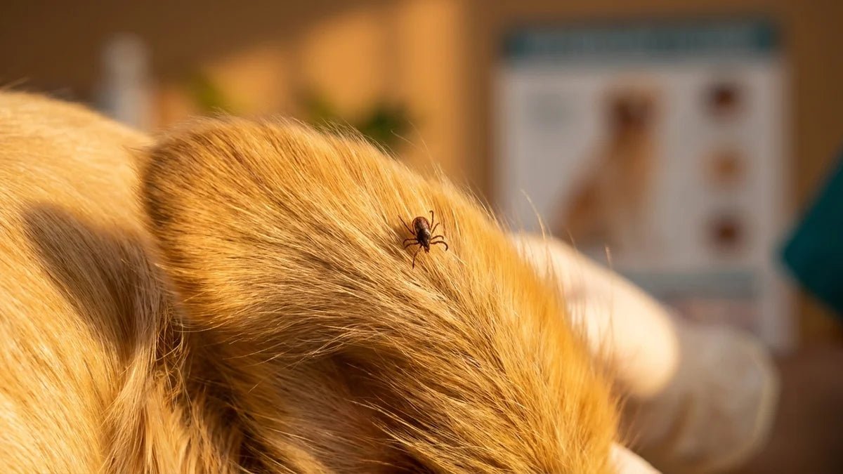 Tique sur fourrure dorée de chien, gros plan détaillé pour traitement et prévention parasitaire
