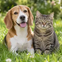 Un chien beagle et un chat tigré assis côte à côte dans l'herbe d'un jardin