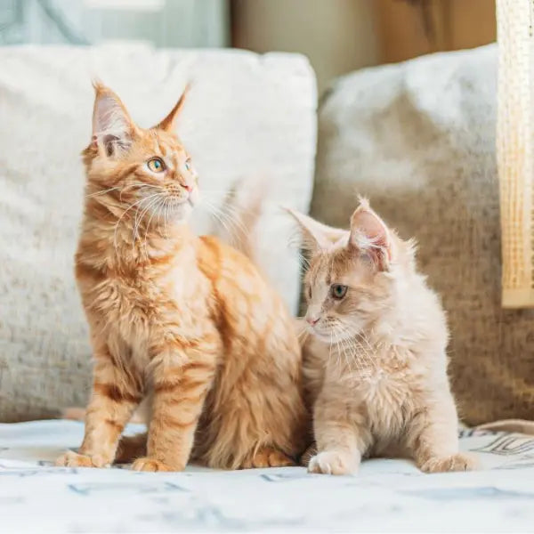 Chat et chaton roux assis sur un canapé