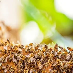 Abeilles rassemblées sur des rayons de miel