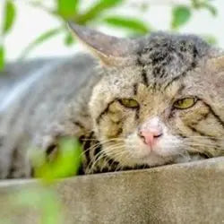 Photo d'un chat âgé visiblement fatigué