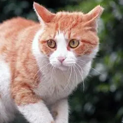 Photo d'un chat visiblement anxieux et stressé