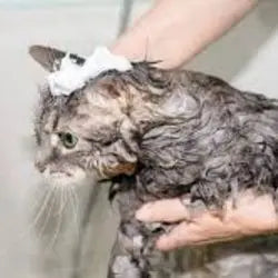 Photo d'un chat dans le bain avec du shampoing sur la tête