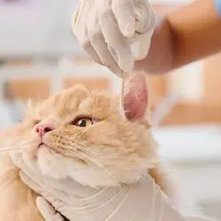Photo d'un chat en train de se faire nettoyer les oreilles