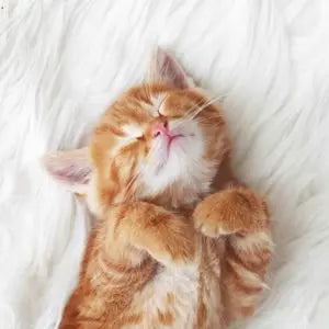 Chaton roux endormi sur le dos sur une couverture blanche