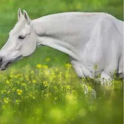 Un cheval galopant dans les herbes hautes