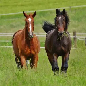 Deux chevaux au galop dans une prairie