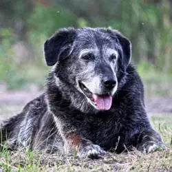 Photo d'un vieux chien âgé allongé dans l'herbe