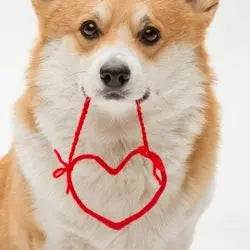 Un chien qui porte un pendentif en coeur avec sa gueule