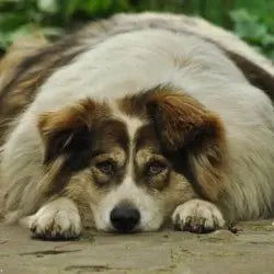 Photo d'un chien diabétique en surpoids