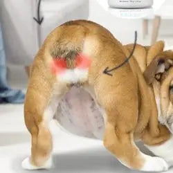 Zoom sur les glandes anales d'un chien