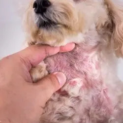 Photo d'un chien avec de grosses rougeurs à cause d'irritations et démangeaisons
