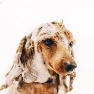 Chien couvert de mousse de shampoing pendant son bain
