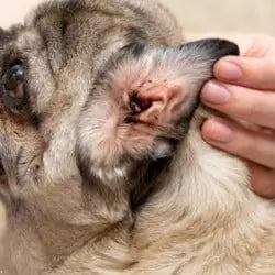 Photo d'un chien en train de se faire nettoyer les oreilles par son maitre