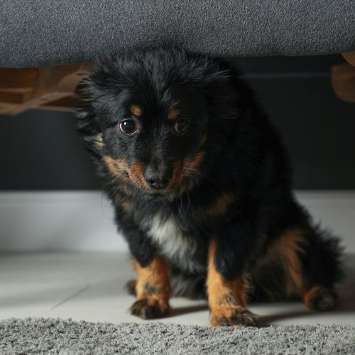 Anti-stress Chien et Chat - Naturellement Bio