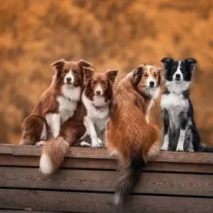 Quatre chiens assis côte à côte sur un banc en bois en automne