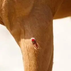 Photo d'une cicatrice sur une patte de cheval