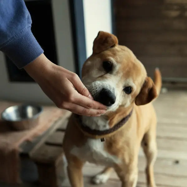 Chien mangeant dans la main de son maître, à côté de sa gamelle