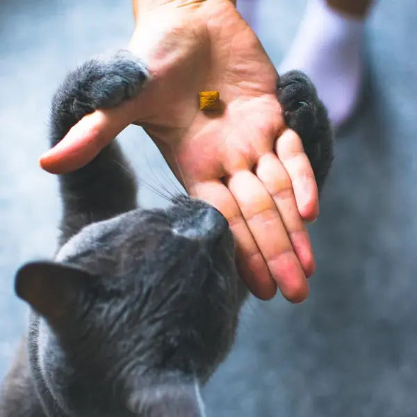 Chat mangeant des croquettes dans la main de son maître