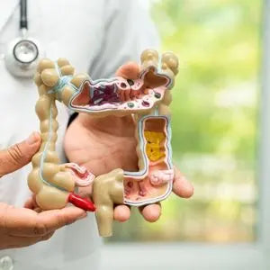 Médecin tenant une maquette du système digestif et des intestins