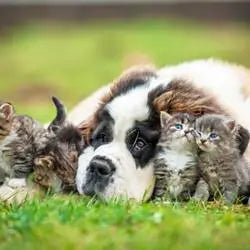 Un chien et des chats dans l'herbe, représentant la phytothérapie animale