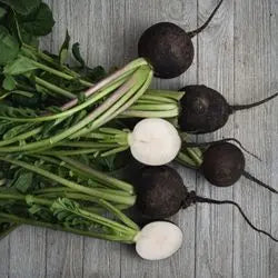 Radis noirs avec leurs fanes sur une table en bois
