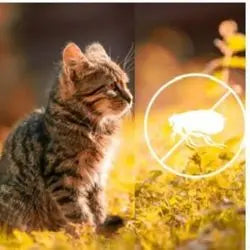 Chat assis dans l'herbe au soleil, avec un pictogramme anti-puces
