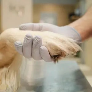 Main gantée d'un vétérinaire tenant la patte d'un chien