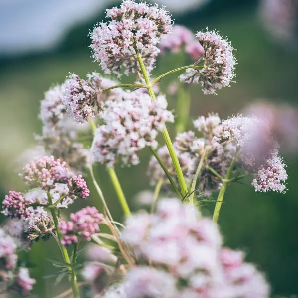Fleurs de valériane rose pâle en ombelles dans un jardin
