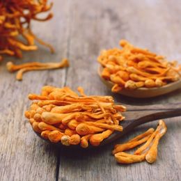 Cordyceps