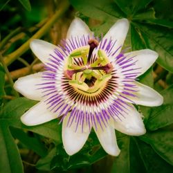 Complments alimentaires Passiflore (Passiflora incarnata)