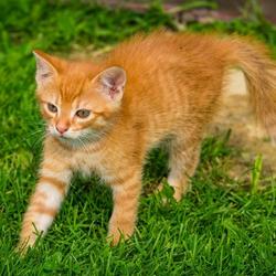 Un chat allongé dans les herbes hautes, endroit propice aux parasites