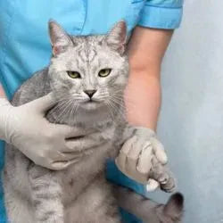 Un vieux chat se faisant examiner les articulations par un vétérinaire
